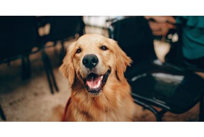 Il multivitaminico nell'alimentazione dei cani: The Good Boy 
